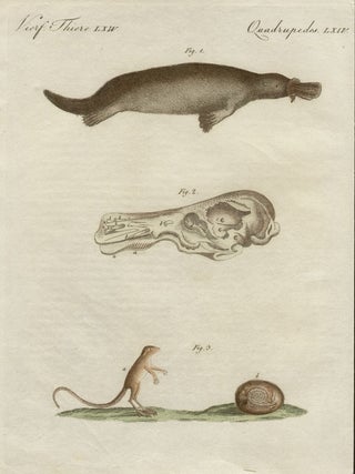 Item #1019 Bertuch - Platypus. Friedrich Justin Bertuch, publisher