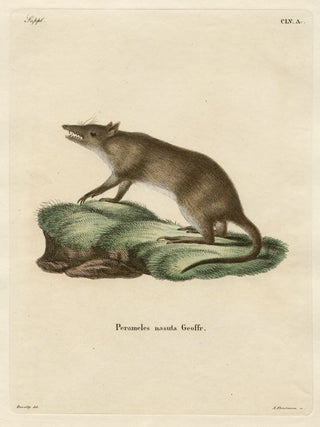 Item #1023 Perameles nasuta Geoffr. (Long-Nosed Bandicoot). A Fleischmann after Dewailly