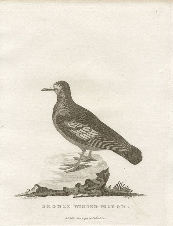 Item #1029 Bronze Winged Pigeon. Peter Mazell after Ann Latham.