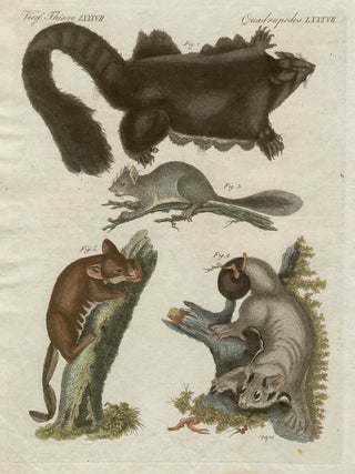 Item #1031 The Southern Petaurus (Flying Fox) and. Friedrich Justin Bertuch, author