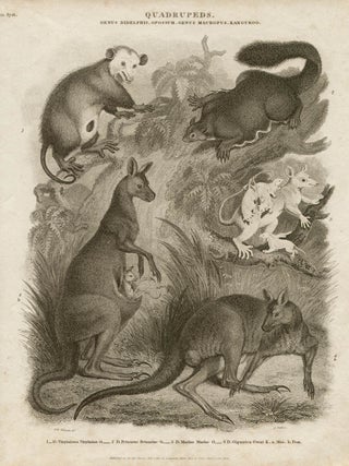 Item #1043 Quadrupeds - possums and kangaroos. J Scott after Sydenham Edwards