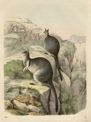 Item #1067 Short-eared rock-wallaby (Petrogale brachyotis). Anon