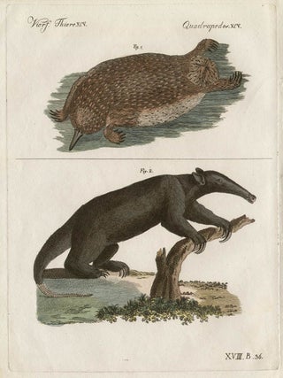 Item #1109 Echidna setosus and Tamandua. Friedrich Justin Bertuch, publisher