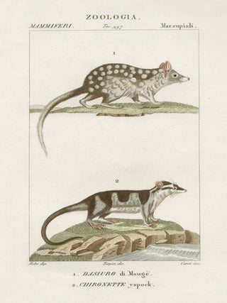 Item #1114 Mauge's Dasyurus (Australian) and Water possum (Central American). Corsi after Jean...