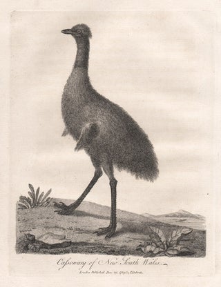 Item #1142 Cassowary of New South Wales (Emu). After Sarah Stone