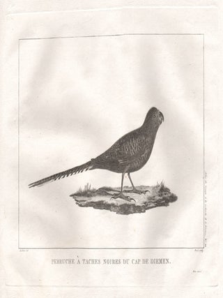Item #1162 Perruche a taches noires du Cap de Diemen. Jacques-Louis Peree after Jean Baptiste...