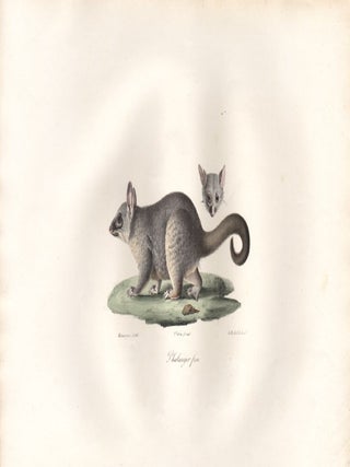 Item #1163 Phalanger fem. C de Last after Jacques Christophe Werner