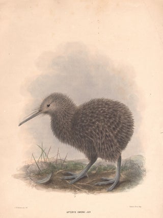 Item #1219 Apteryx Owenii Juv. (Young Grey Kiwi). After JG Keulemans
