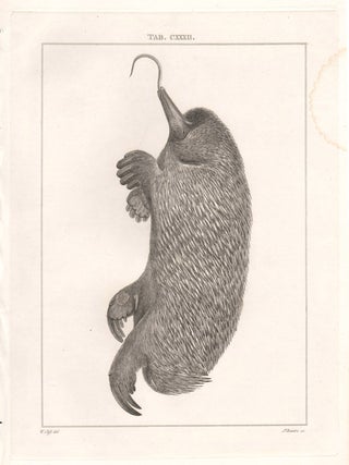 Item #1230 Ornithorhyncus hystrix (Echidna). James Basire, after William Clift