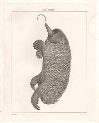 Item #1230 Ornithorhyncus hystrix (Echidna). James Basire, after William Clift