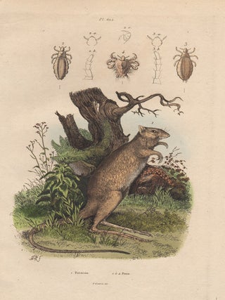 Item #1240 Potoroo. After Adolph Fries