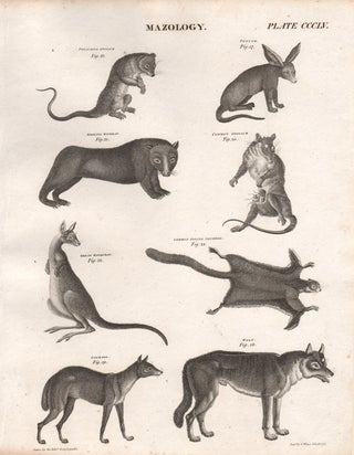 Item #1242 Hunter's Wombat, Stubb's Kangaroo and others. A Wilson, engraver
