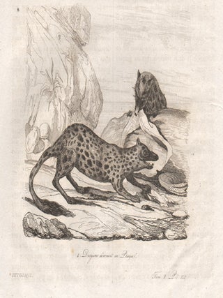 Item #1247 Dasyures devour a seal. After Louis de Sainson