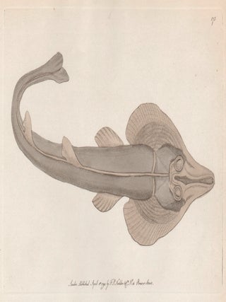 Item #1250 The Rostrated Ray (Eastern Shovelnose Ray). Frederick Polydore Nodder