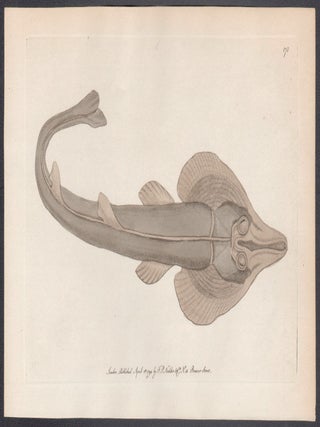 The Rostrated Ray (Eastern Shovelnose Ray)