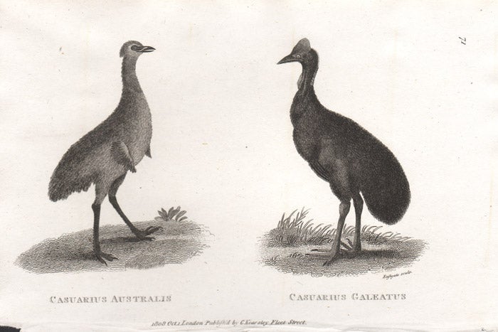 Casuarius Australis Emu and Casuaris Galeatus Cassowary | Eastgate ...