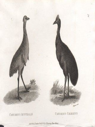 Item #1278 Casuarius Australis (Emu) and Casuaris Galeatus (Cassowary). Eastgate, engraver