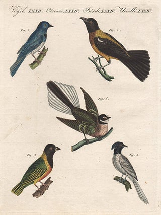 Item #1286 Bertuch - New Zealand Fan-Tailed Flycatcher. Friedrich Justin Bertuch, publisher