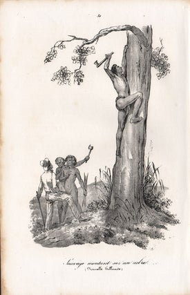Item #1292 Sauvage montant sur un arbre (Nouvelle Hollande). After Jacques Arago