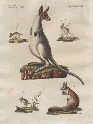Item #1301 Kangaroo. Friedrich Justin Bertuch, author