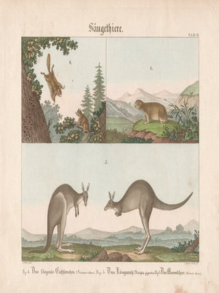 Kangaroos (Marmot and Flying Squirrel. Meyer Sr after Muller.
