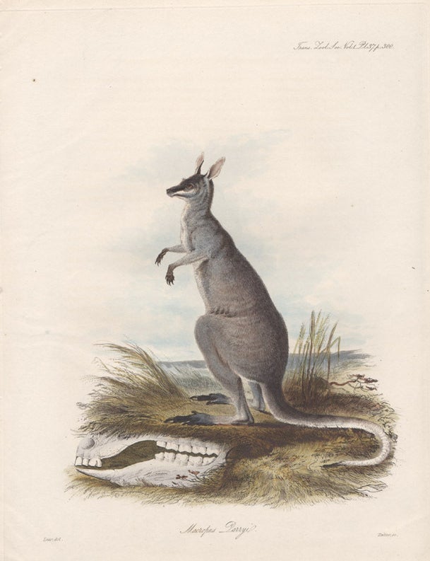 Item #1393 Lear - Macropus Parryi. John Christian Zeitter after Edward Lear.
