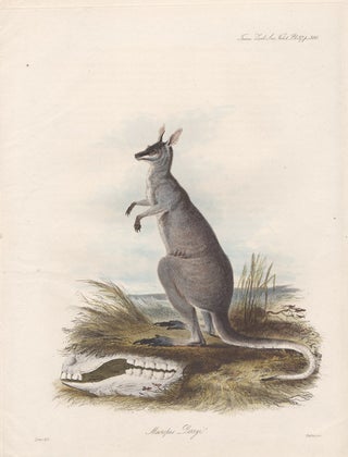 Item #1393 Lear - Macropus Parryi. John Christian Zeitter after Edward Lear