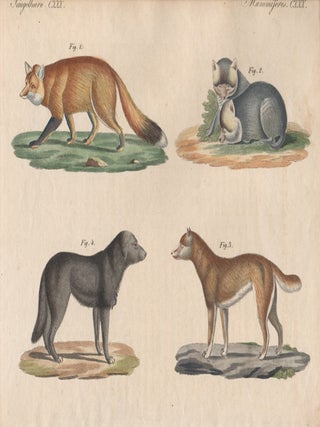 Item #1435 Le chien de la nouvelle Hollande (Dingo). Friedrich Justin Bertuch, author