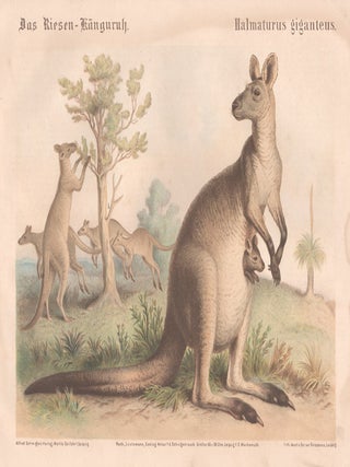 Halmaturus giganteus. Oscar Furstenau after Alfred Oehmigke.