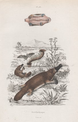 Item #1445 Ornithorhynque (Platypus). After Adolph Fries