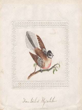 Item #1460 Fan-tailed Flycatcher. After John Latham