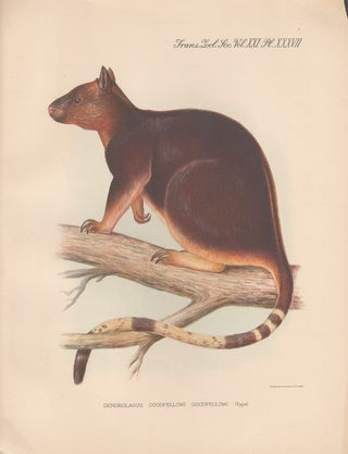 Item #1616 Goodfellow's Tree Kangaroo. After Frederick William Frohawk