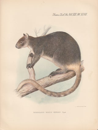 Item #1617 Dendrolaugus Inustus Keiensis. After Frederick William Frohawk