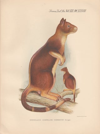 Item #1618 Shawmayer's Tree Kangaroo. After Frederick William Frohawk