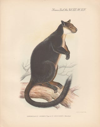 Item #1619 Black Tree Kangaroo. After Frederick William Frohawk