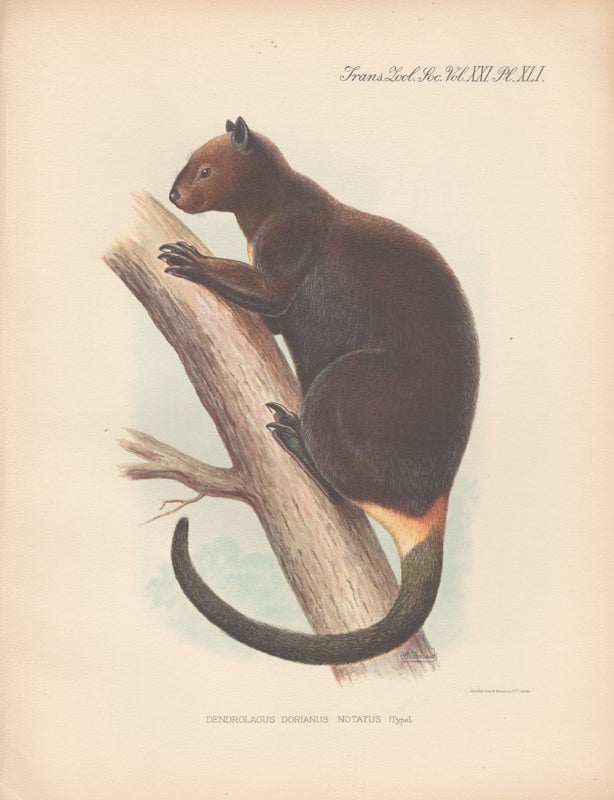 Item #1620 Doria's Tree Kangaroo. After Frederick William Frohawk.