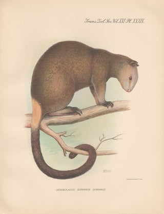 Item #1621 Grizzled Tree Kangaroo. After Frederick William Frohawk
