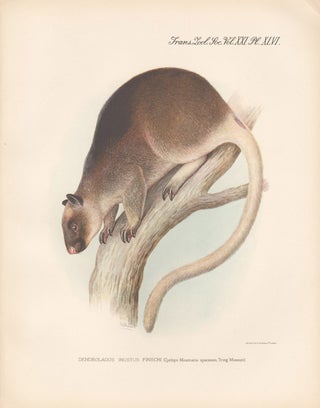 Item #1622 Finsch's Tree Kangaroo. After Frederick William Frohawk