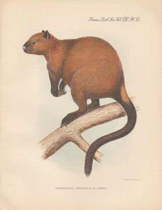 Item #1624 Doria's Tree Kangaroo. After Frederick William Frohawk