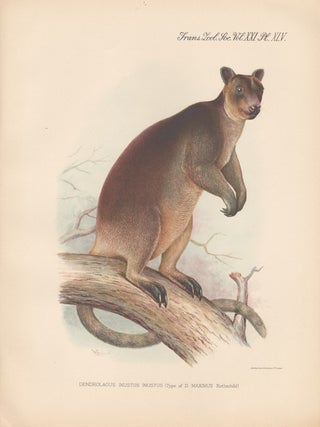 Item #1625 Dendrolaugus Inustus Inustus. After Frederick William Frohawk