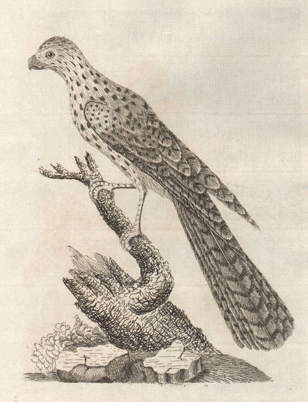 Item #1637 Radiated Falcon (New Holland). John Latham.