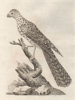 Item #1637 Radiated Falcon (New Holland). John Latham