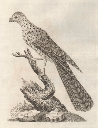 Item #1637 Radiated Falcon (New Holland). John Latham
