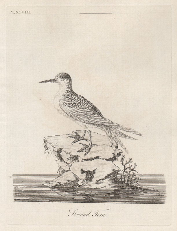 Item #1638 Striated Tern (New Zealand). John Latham.