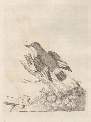 Item #1642 Orange Winged Nuthatch (Varied Sitella) (New Hollland). John Latham, after Thomas...