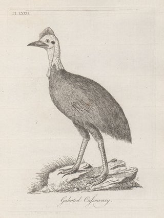Galeated Cassowary. John Latham.