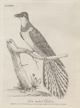 Fan tailed Cuckoo (New Holland. John Latham.
