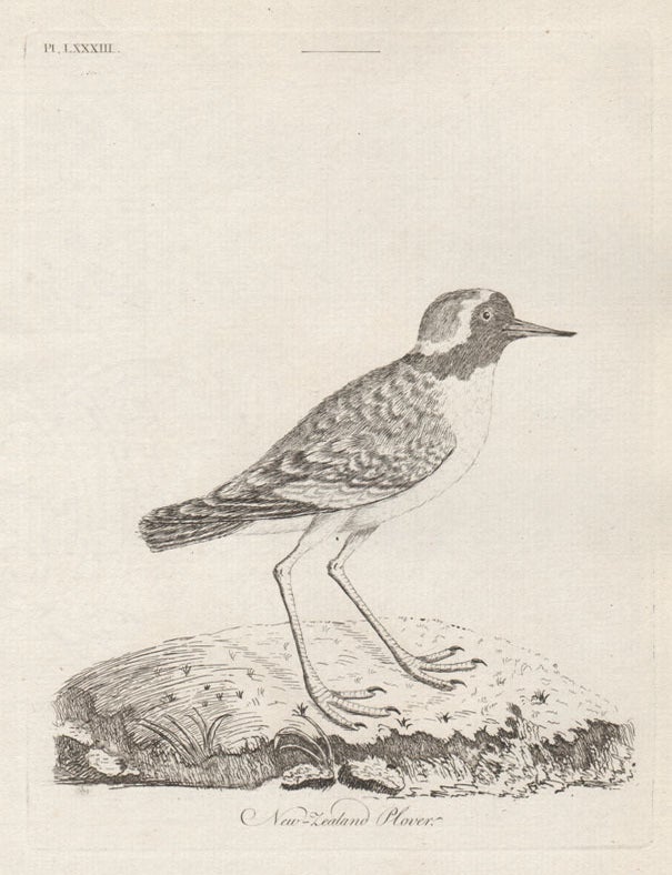 Item #1651 New Zealand Plover. John Latham.