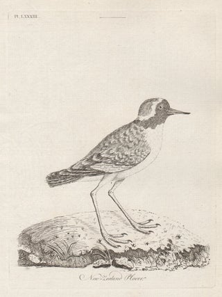 New Zealand Plover. John Latham.