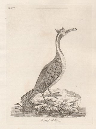 Spotted Pelican (New Zealand. John Latham.